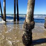 thekumachan_Imperial_Beach_CA-10