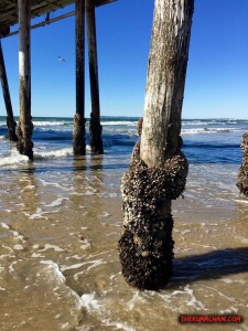 thekumachan_Imperial_Beach_CA-10