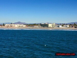 thekumachan_Imperial_Beach_CA-2