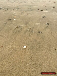 thekumachan_Imperial_Beach_CA-8