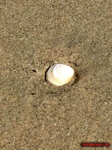 thekumachan_Imperial_Beach_CA-9