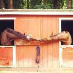 What_love_looks_like-3
