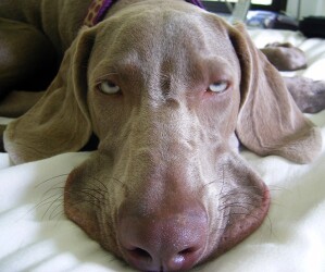 hungover11