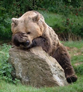 hungover12