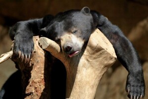 hungover3