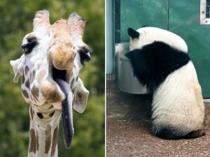 hungover5