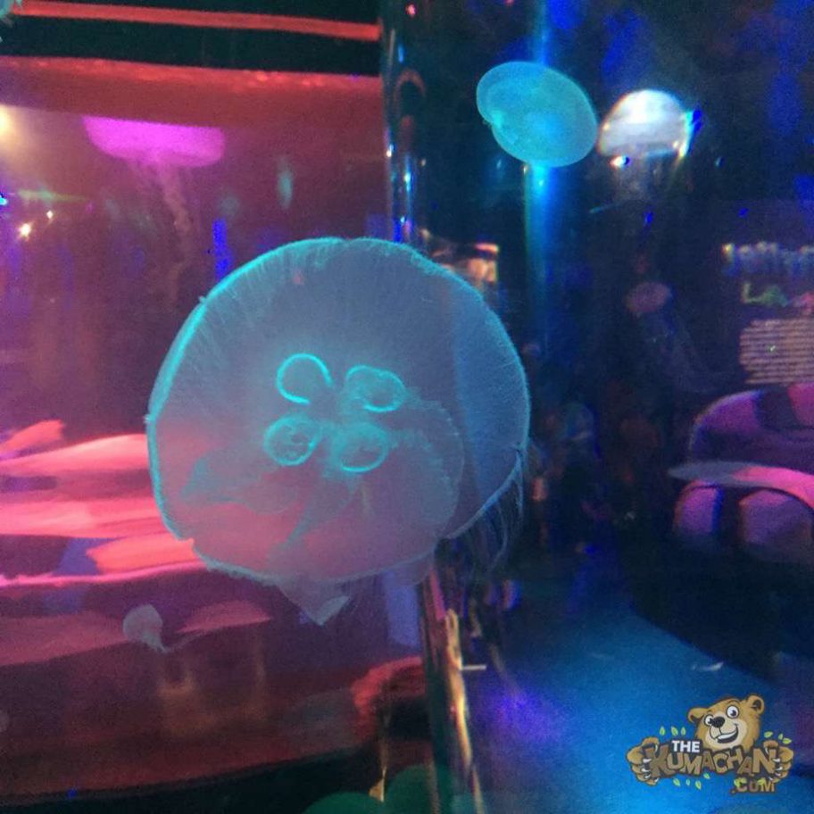 Sea Life Aquarium Carlsbad, California The Kumachan