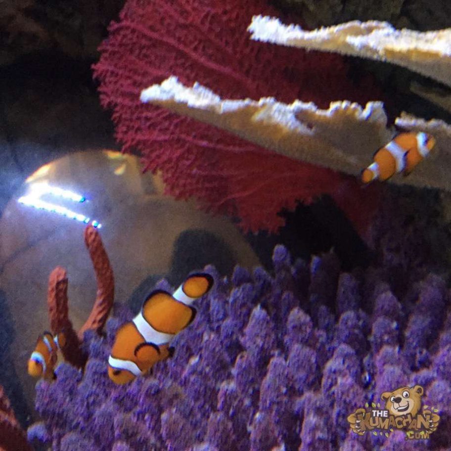 Sea Life Aquarium Carlsbad, California The Kumachan