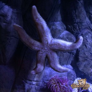 thekumachan_Sea_Life_Aquarium-3