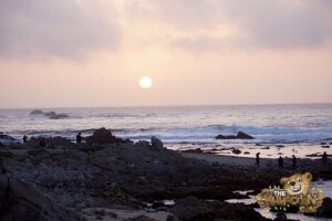 thekumachan_Monterey_California-01