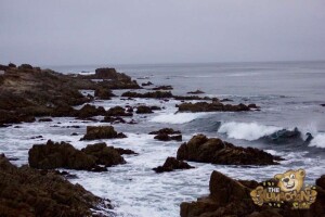 thekumachan_Monterey_California-03