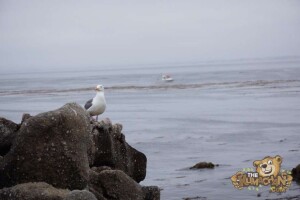 thekumachan_Monterey_California-09