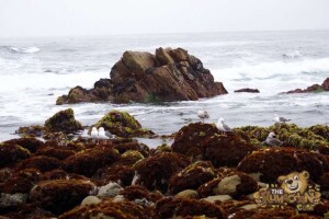 thekumachan_Monterey_California-11