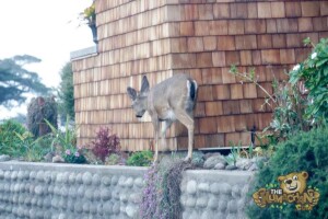 thekumachan_deer_Monterey_California-1