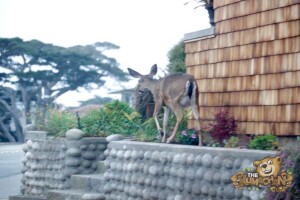 thekumachan_deer_Monterey_California-3