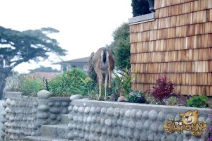 thekumachan_deer_Monterey_California-4