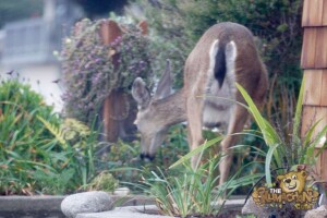 thekumachan_deer_Monterey_California-5