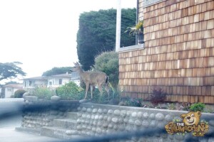 thekumachan_deer_Monterey_California-6