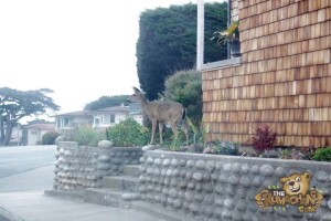 thekumachan_deer_Monterey_California-7