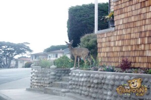 thekumachan_deer_Monterey_California-8