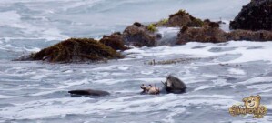 thekumachan_sea_otters_Monterey_California-1