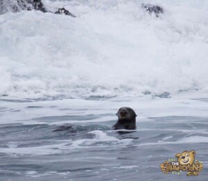 thekumachan_sea_otters_Monterey_California-2