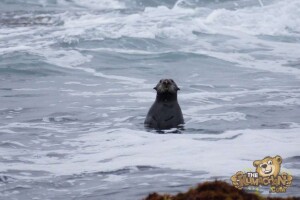 thekumachan_sea_otters_Monterey_California-3