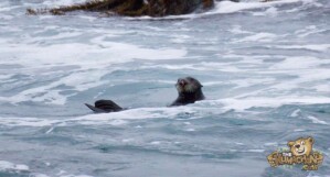 thekumachan_sea_otters_Monterey_California-4