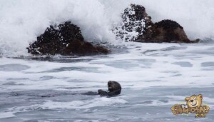 thekumachan_sea_otters_Monterey_California-5