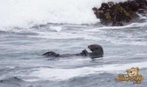 thekumachan_sea_otters_Monterey_California-6