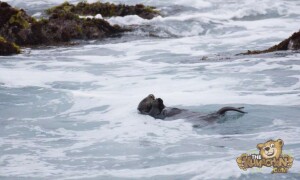 thekumachan_sea_otters_Monterey_California-7