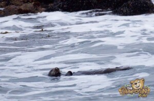 thekumachan_sea_otters_Monterey_California-8