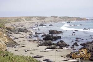 thekumachan_Elephant_Seals_California-01