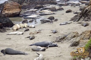 thekumachan_Elephant_Seals_California-02