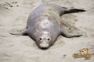 thekumachan_Elephant_Seals_California-03