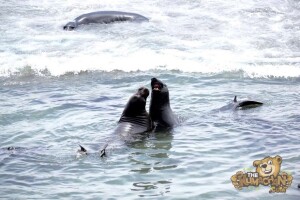 thekumachan_Elephant_Seals_California-04