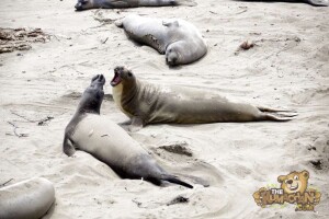 thekumachan_Elephant_Seals_California-05