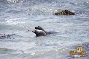 thekumachan_Elephant_Seals_California-06