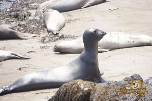 thekumachan_Elephant_Seals_California-07