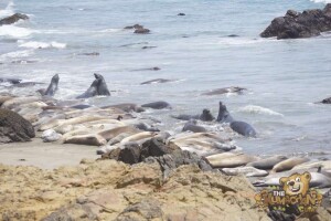 thekumachan_Elephant_Seals_California-08