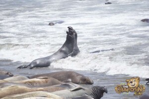 thekumachan_Elephant_Seals_California-09