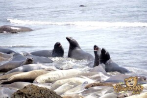 thekumachan_Elephant_Seals_California-10