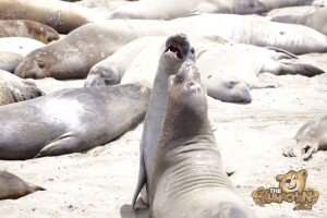 thekumachan_Elephant_Seals_California-11