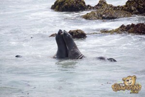 thekumachan_Elephant_Seals_California-12