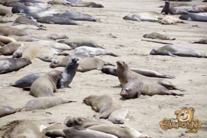 thekumachan_Elephant_Seals_California-13