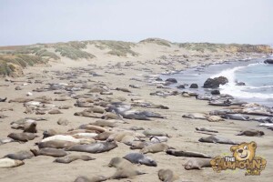 thekumachan_Elephant_Seals_California-14