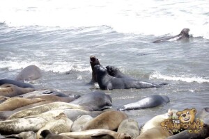 thekumachan_Elephant_Seals_California-15