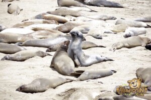 thekumachan_Elephant_Seals_California-16