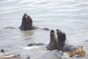 thekumachan_Elephant_Seals_California-17