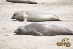 thekumachan_Elephant_Seals_California-18